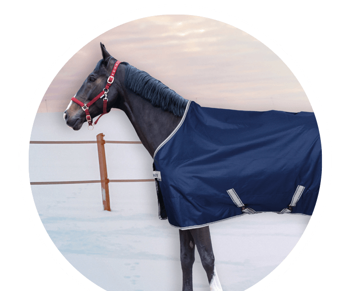 Pferd in winterlicher Landschaft